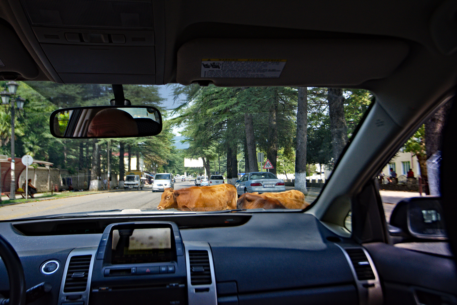 Kühe - gleichberechtigte Verkehrsteilnehmer