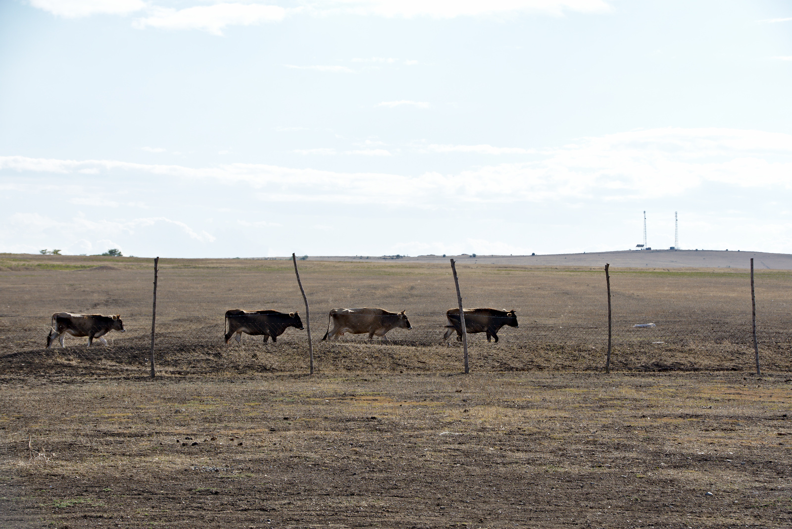 Die Kühe sind endlich angekommen