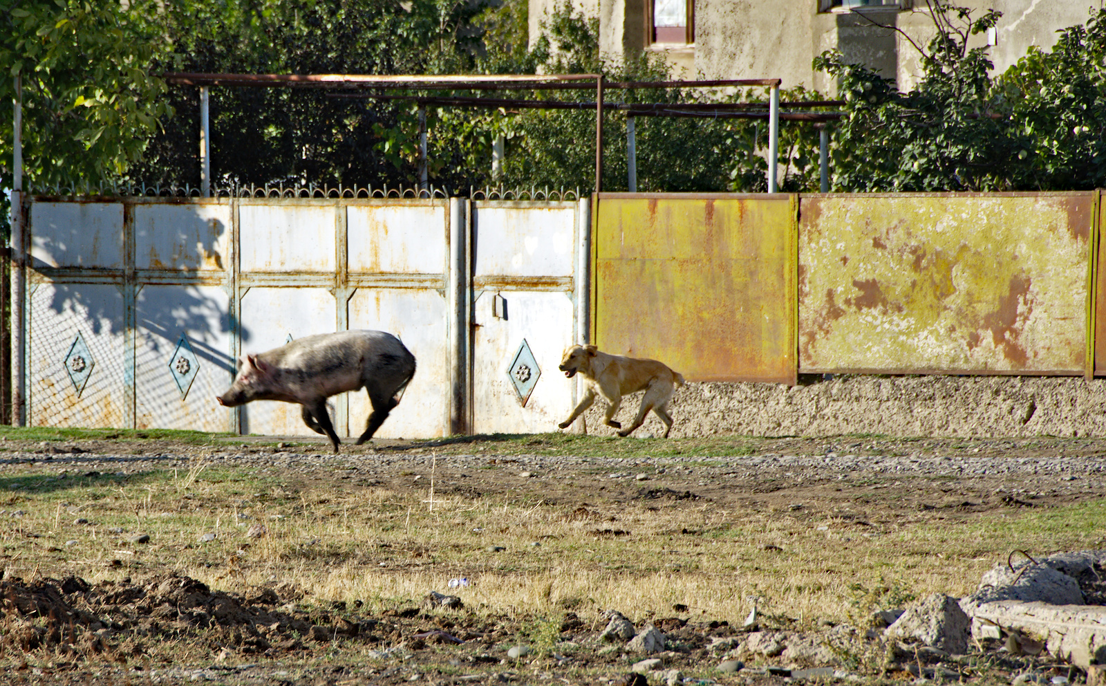 Dorfszene: Hund jagt Schwein