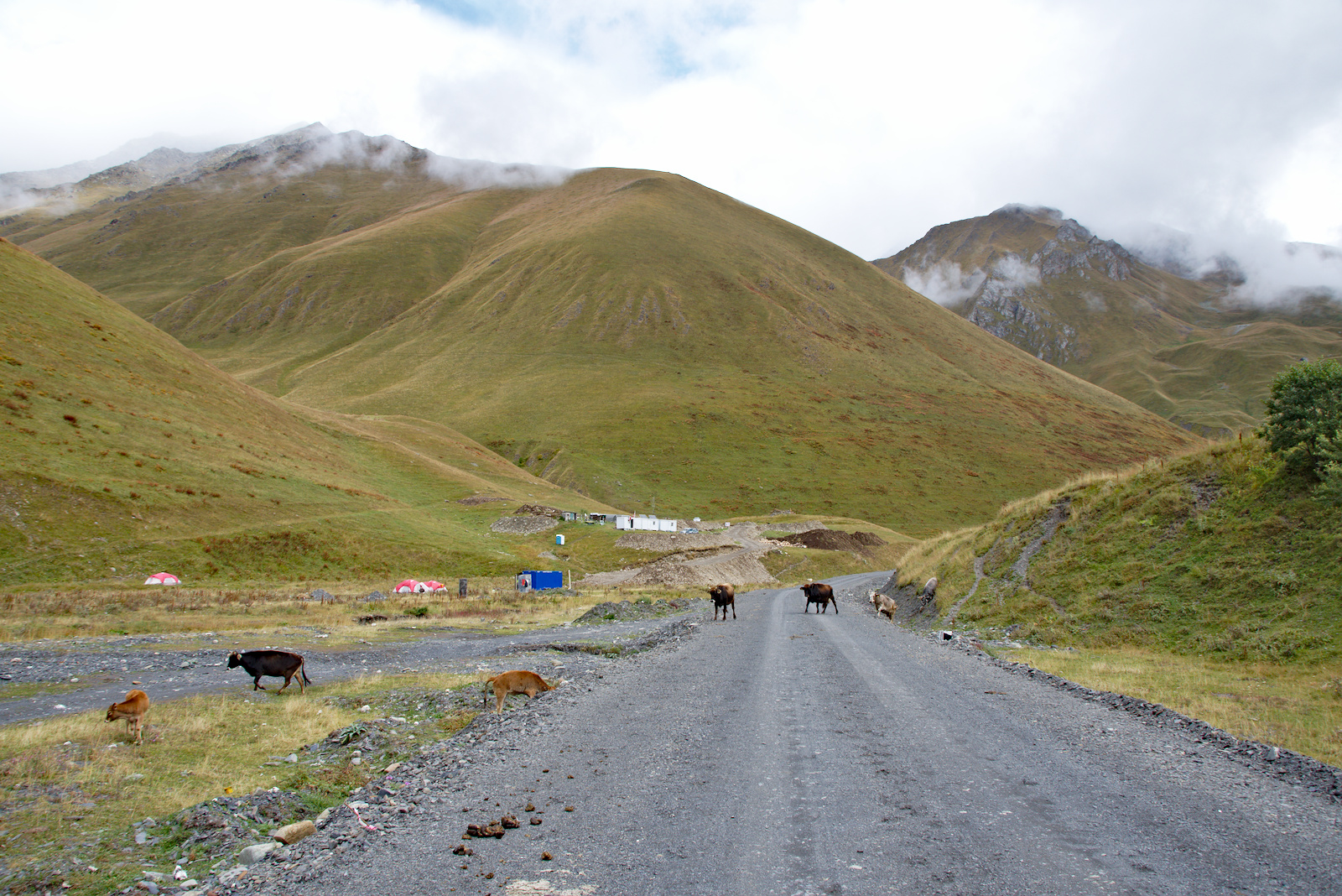 Kühe. Im Hintergrund Campingplatz und Grenzgebiet